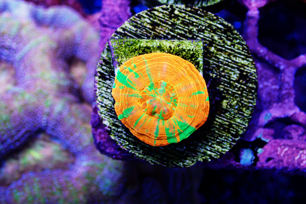 Captive Spawned Scoly