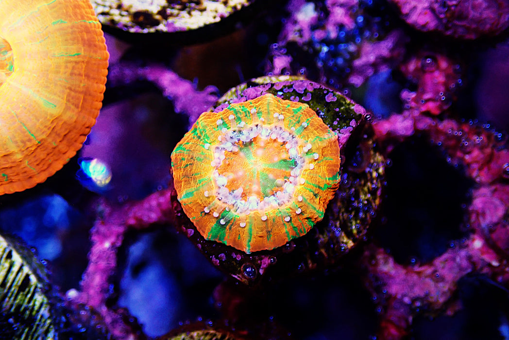 Captive Spawned Scoly Small