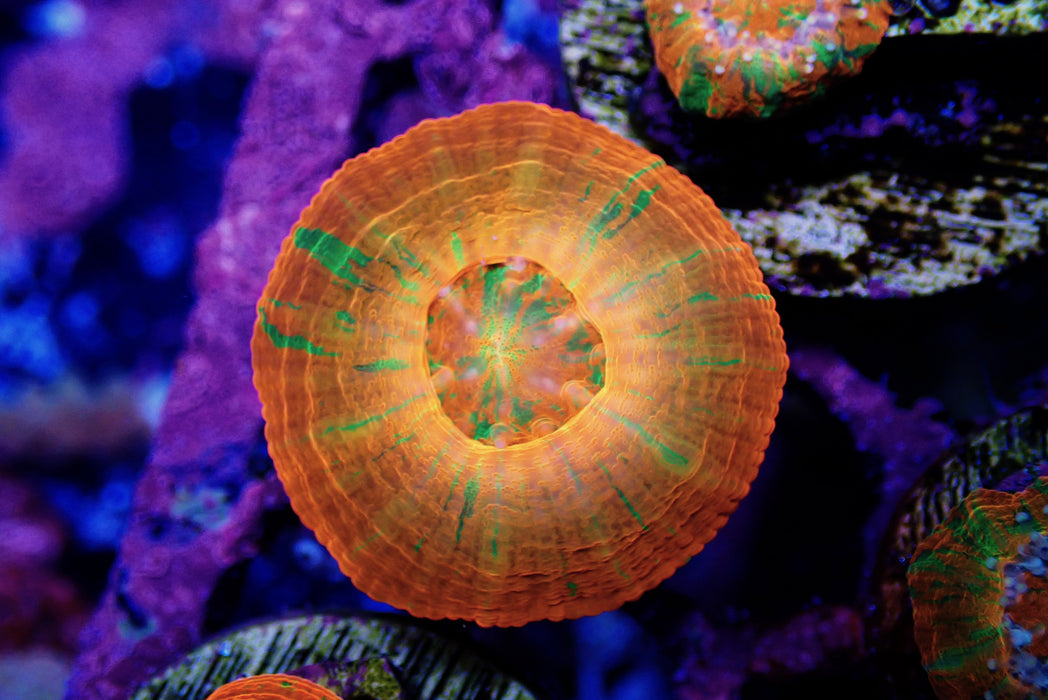 Captive Spawned Scoly