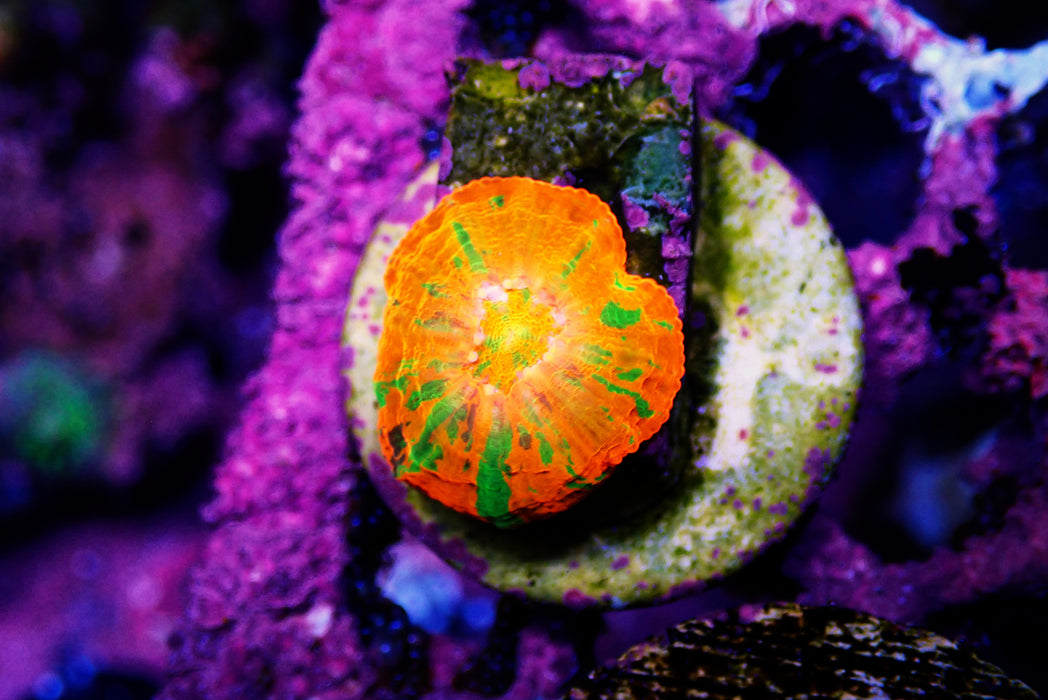 Captive Spawned Scoly Small