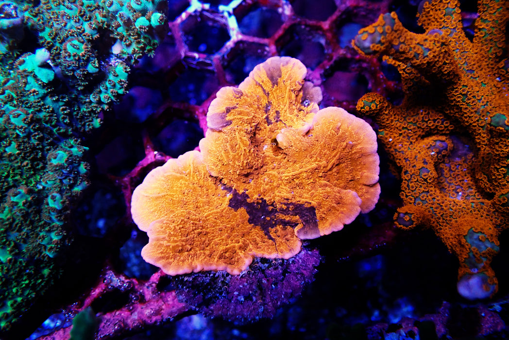 Grafted Montipora Cap Medium