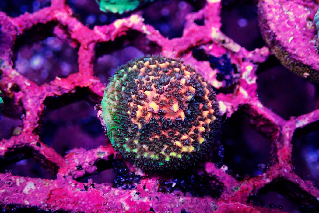 Acro Frag Small