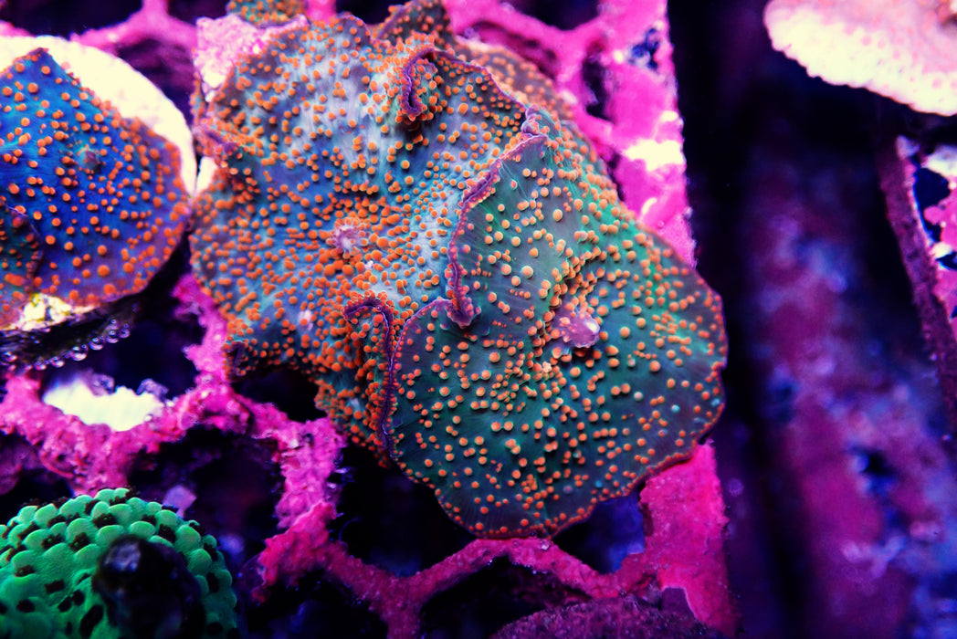 Discosoma mushrooms