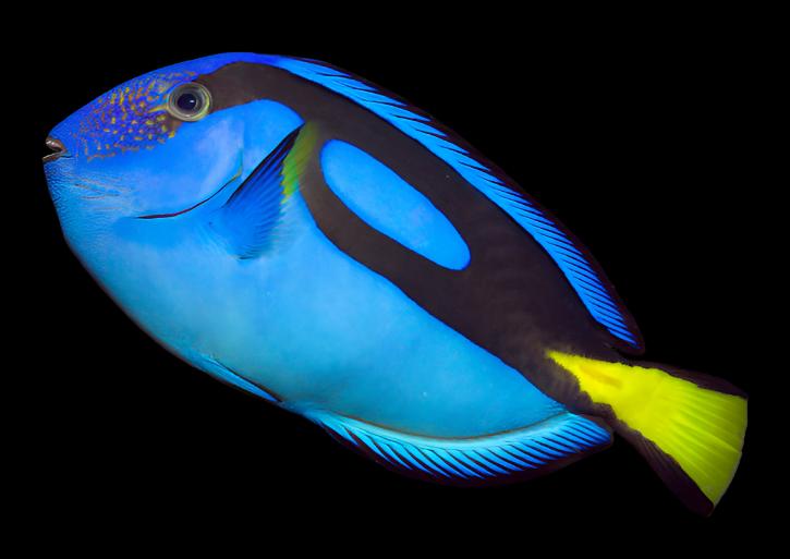 Medium Blue Tang