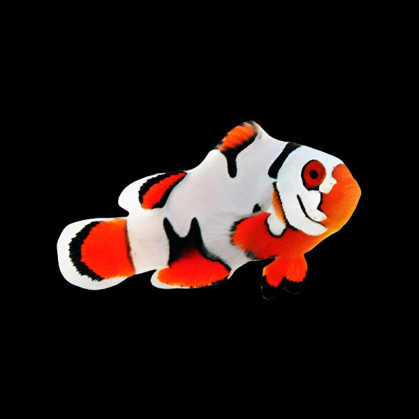 Helmet Picasso Clown Fish