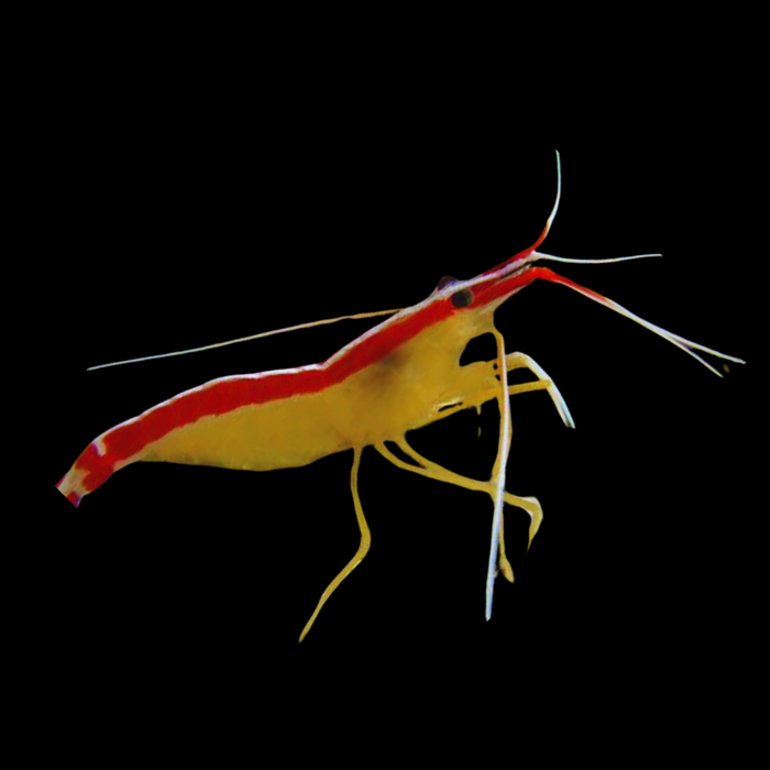 Captive Bred Redline Cleaner Shrimp