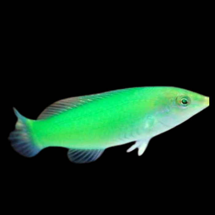 Lime Wrasse