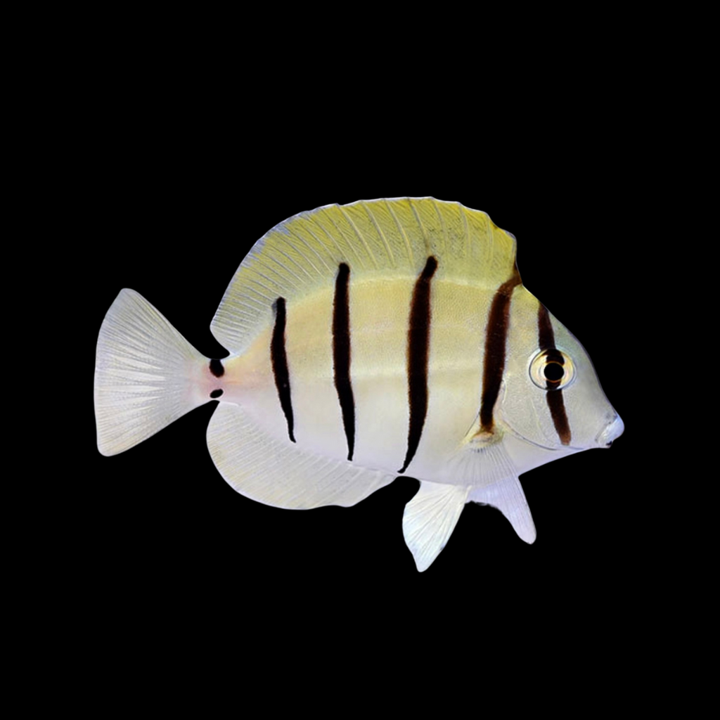 Buy Marine Fish Online in Australia | The Coral Shop