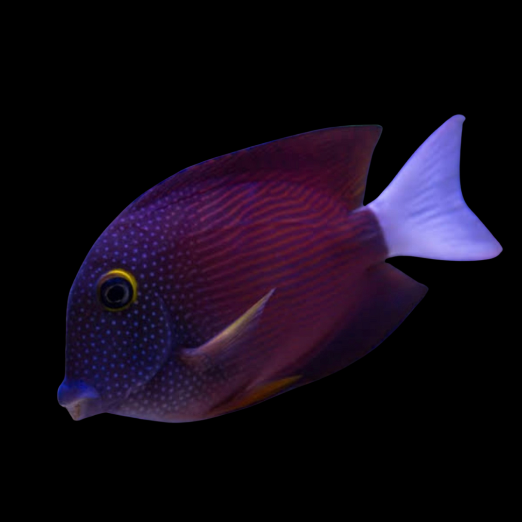 Tangs