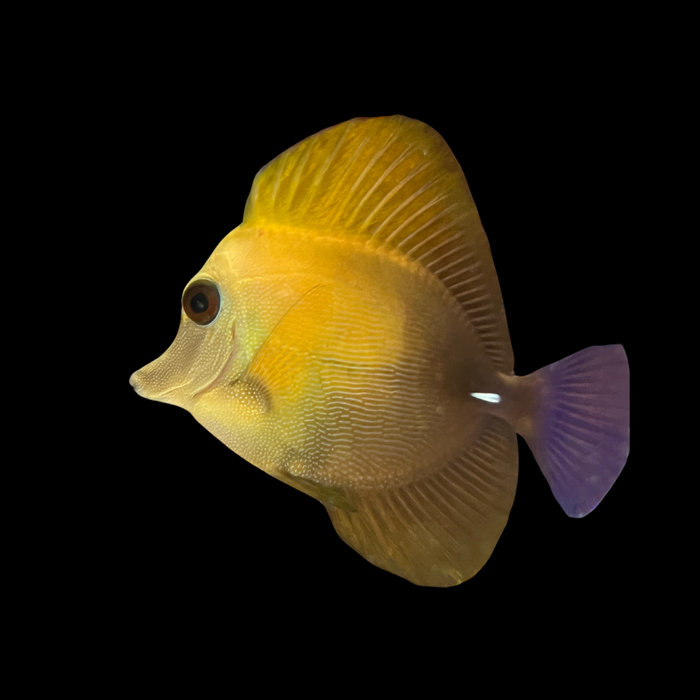 Scopas Tang