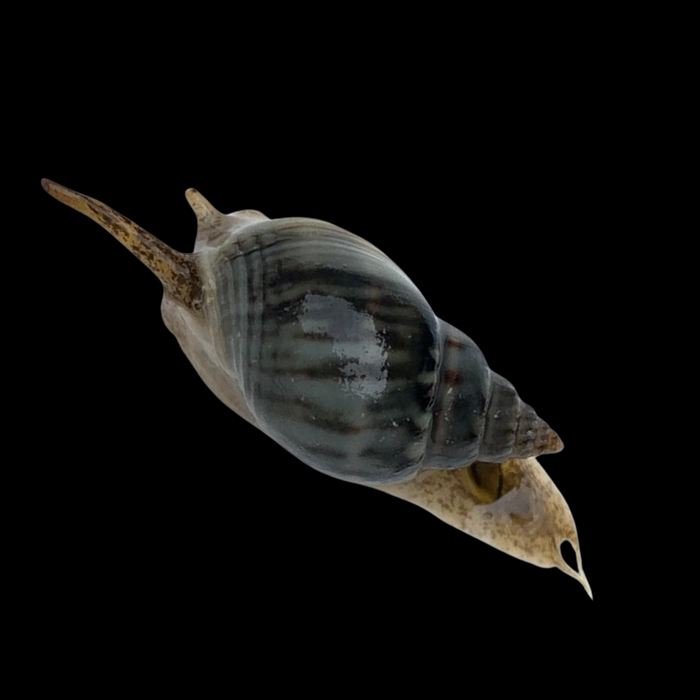 Nassarius Snail