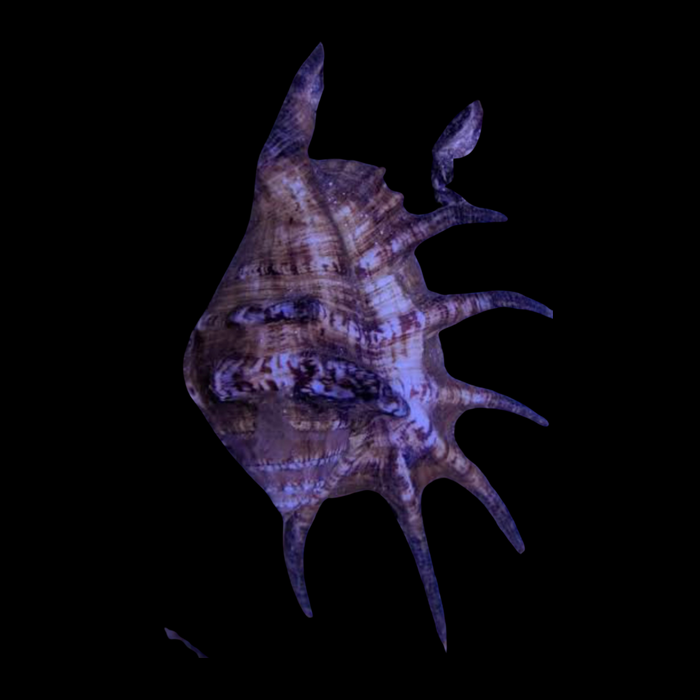 Spider Stombus Snail