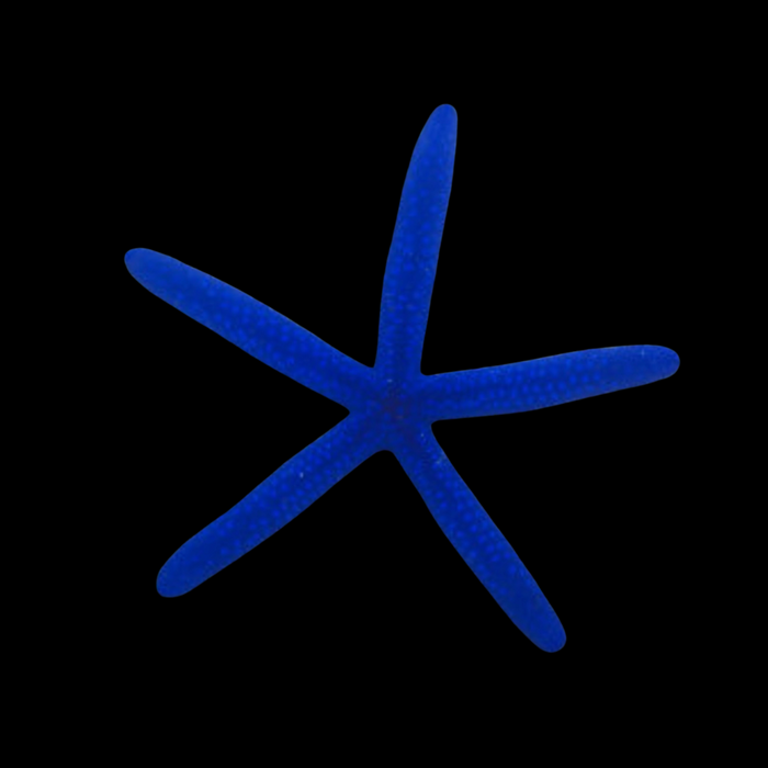 Blue Linkia StarFish