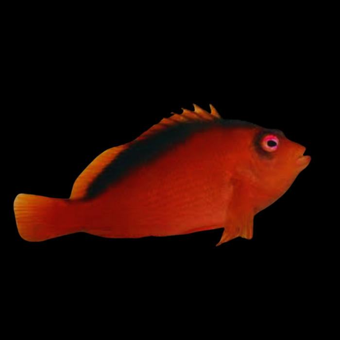 Flame Hawkfish