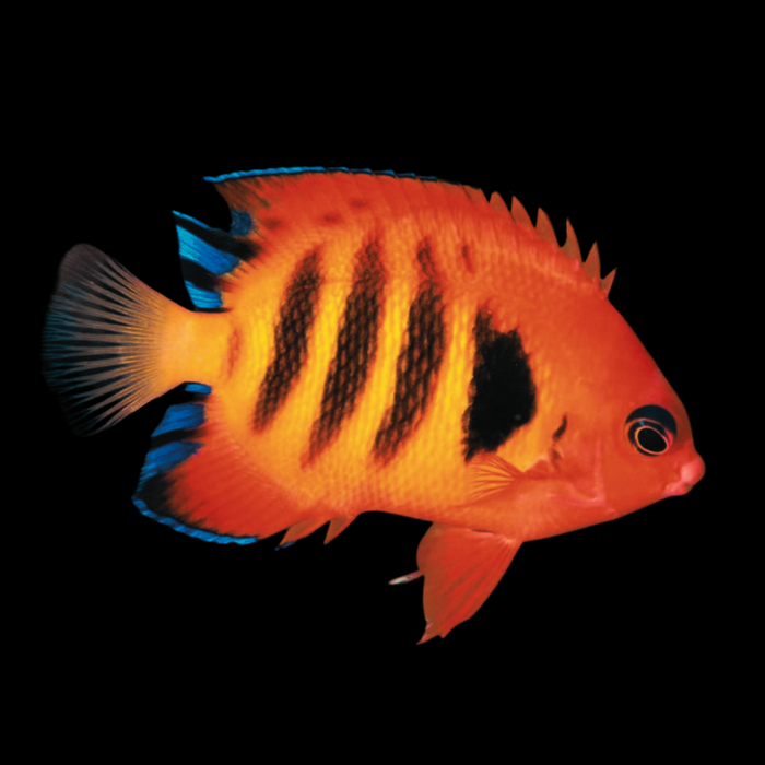Flame Angelfish