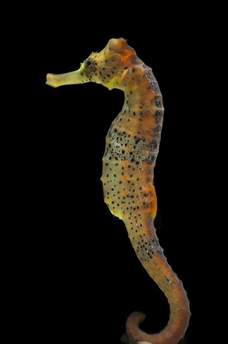 Hippocampus Reidi Long Snout Seahorse
