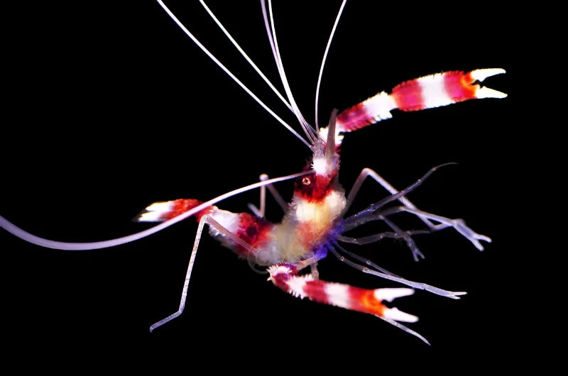 Coral Bandit Shrimp Pair