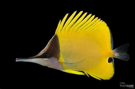 Long Nose Butterfly