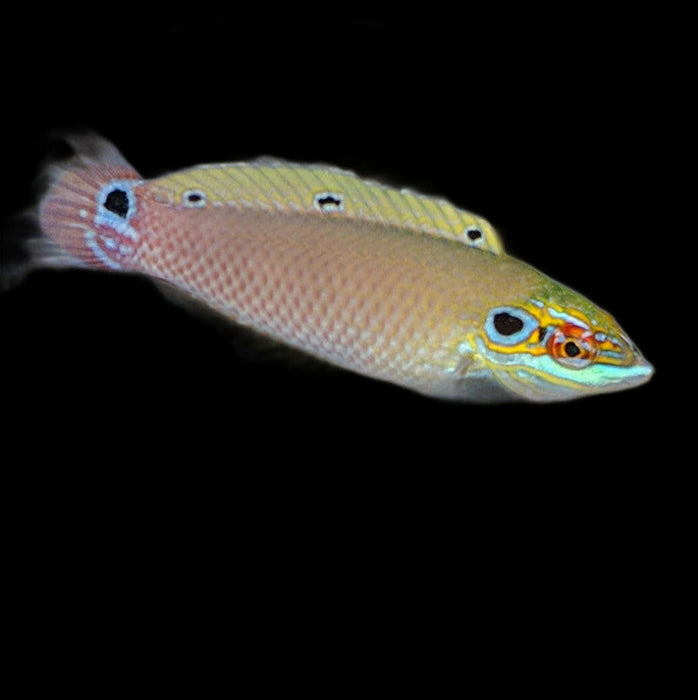 Earmuff Wrasse - Tank Hardened