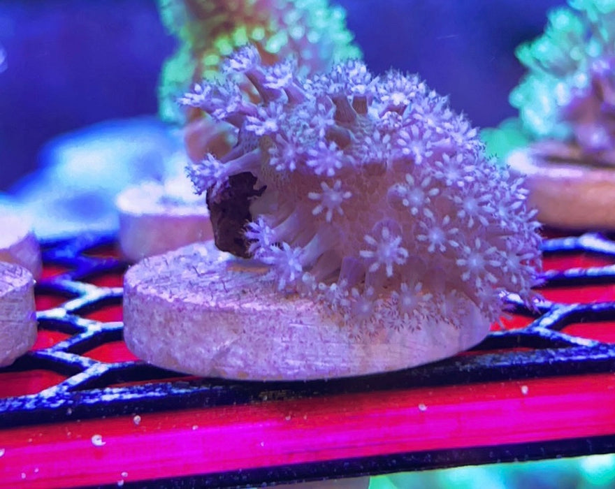 Assorted Softy Frags