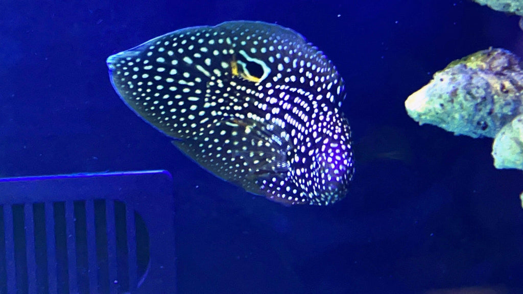 Buy Marine Fish Online in Australia The Coral Shop