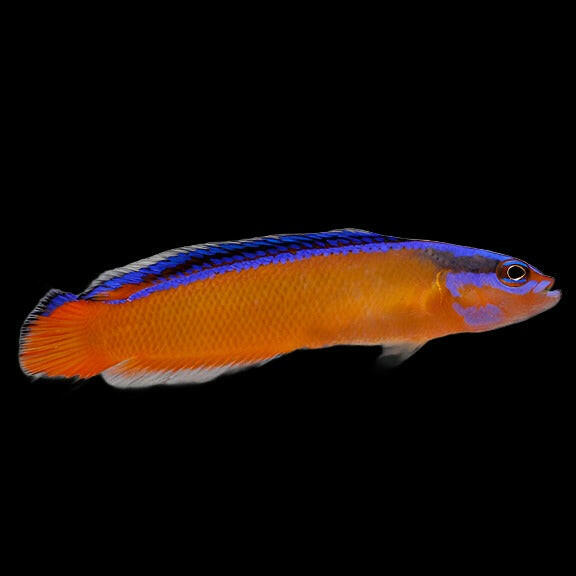 Neon Dottyback