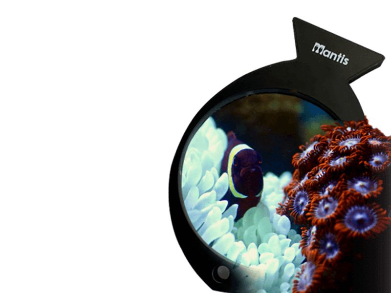 Mantis Aquarium Magnifier