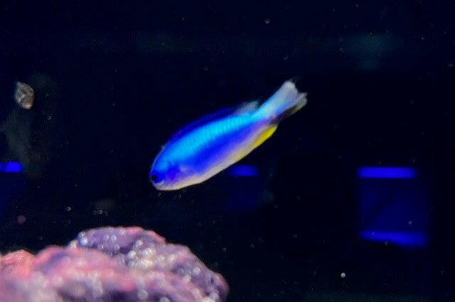 Allen's Damsels