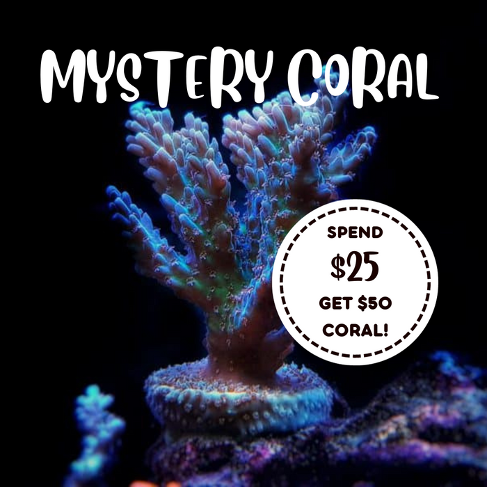 Mystery Coral