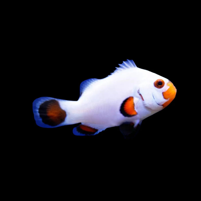 Wyoming White Clownfish