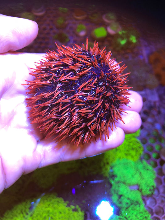 Sea urchin (collector urchin)